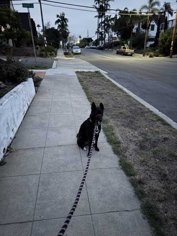 A picture of a black dog named Bowie sitting, taken on October 8 2025 at 6:28 am